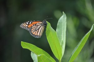 Monarch on milkweed.